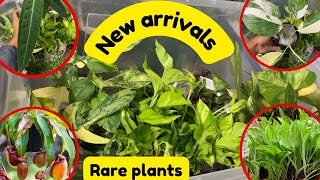 New arrivals  Rare plant  Nepali gardener  Nepali edition plantsplantsforhome houseplants [upl. by Ennej]