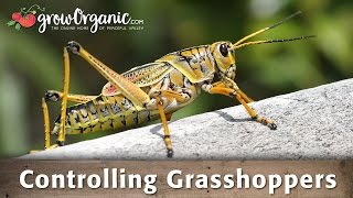 Controlling Grasshoppers [upl. by Fleurette]