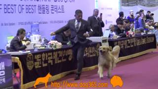 20161204 Seocho FCI International Dog ShowGolden Retriever [upl. by Atilol]