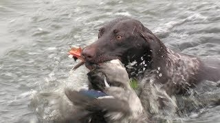 Hunting dogs  Lovački psi  Cani da caccia  Bird dogs  Pointers  English Setter [upl. by Herstein]