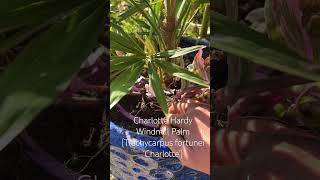 Hardy Palm zone pushing Hack tropicalgarden [upl. by Lenz9]