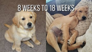 Life With A Golden Retriever  Puppy From 8 Weeks To 18 Weeks [upl. by Grenier]