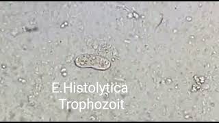 Trophozoite of Entamoeba histolytica [upl. by Till]