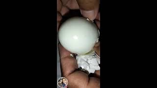 Cassies💞Channel is live DUCK EGG WHITE CRACK AND PEELING YUMMY TRENDING VIRALVIDEO [upl. by Dekow]