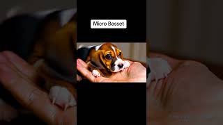 The Micro Basset on a Hand Puppy puppies [upl. by Santiago724]