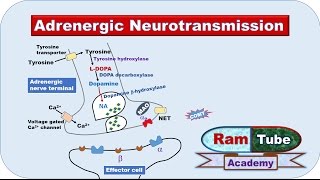 Adrenergic NA or NE Neurotransmission explained with animation [upl. by Iahcedrom446]