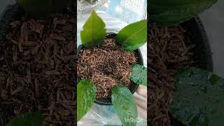 How to propagate Impatiens plant from leaves impatiens viral youtubeshorts [upl. by Claiborne]