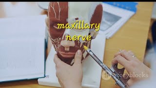 maxillary nerve [upl. by Xad943]