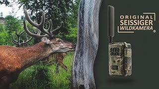 SEISSIGER SpecialCam LTE — diese Wildkamera hat alles verändert [upl. by Anierdna]