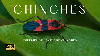 Especies de chinches [upl. by Anela]