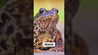 Frogs can Breathe Through Their Skin  animals facts [upl. by Zaob]