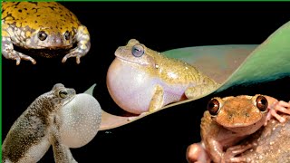 1 Frog call compilation the last one is the best Amphibians vocalizing  frog sounds [upl. by Gaal472]