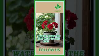 Red Geraniums in Pots plant indoorplants garden houseplants gardening plantcare [upl. by Cain]