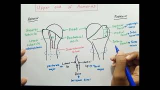 Upper end of Humerus [upl. by Atinrahs423]