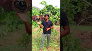 இந்த மரம் துணி துவைக்குதா soapnuts tree rare [upl. by Artimid]