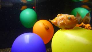 Balloon lumpfish in Tokyo [upl. by Aneleve543]