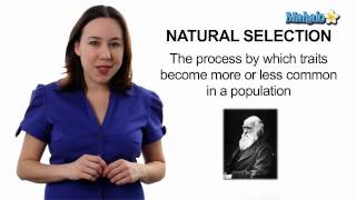 Learn Biology Natural Selection [upl. by Menendez]