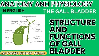 Bile juice and gall bladder  structure of gall bladder  functions of bile juice and gall bladder [upl. by Ajuna605]