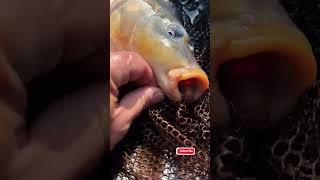 Quick amp Easy Fish Unhooking Safe for the Fish 🐟 [upl. by Corilla692]