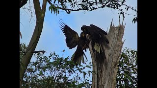 Australian Black Cockatoo Birds  Yellow Tail [upl. by Doak]