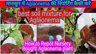 How To Repot Nursery Bought Aglaonema plantBest Soil Mixture For Aglaonemaplantरिपोर्टिंगअगलोनेमा [upl. by Otilia182]