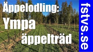 Ympa äppelträd [upl. by Allehc270]