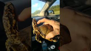 boxturtle turtle turtles reptile herpetology [upl. by Fleeman]