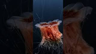 Lion”s mane jellyfish [upl. by Hercule]