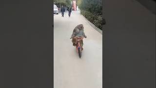 Ridisna ka cycle liya Bandar Ne 🚲🤣😂funny shorts [upl. by Aihseuqram133]