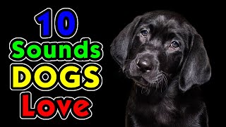 10 Sounds Dogs Love To Hear the Most [upl. by Yenruogis]