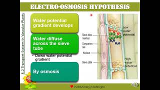 Biology STPM Translocation Hypothesis Electroosmosis Cytoplasmic Streaming amp Peristaltic Wave [upl. by Bernardina]