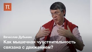 Мышечная чувствительность — Вячеслав Дубынин [upl. by Hallock]