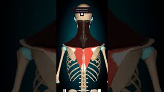 Scapula Depression  Trapezius muscle action 3danimation anatomy [upl. by Vassily]