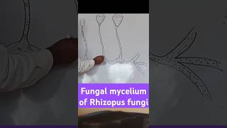 Fungal mycelium of Rhizopus biologydiagram learningvideos [upl. by Airamasor]