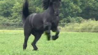 FPS Approved Friesian Stallion Sipke 450 [upl. by Ahsinyt939]