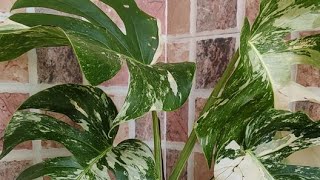 Monstera Albo Variegataindore plant [upl. by Tony]