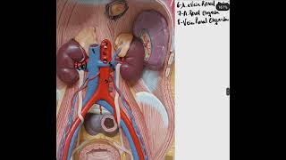 Anatomia  vascularização do abdômen [upl. by Metts]