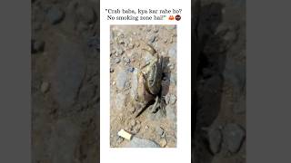 Smoker crab for smokee crab lover shorts funnfunnyshorts funnyvideo [upl. by Pennebaker466]