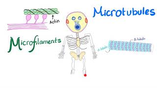 Microfilaments Microtubules and Intermediate filaments  Cytoskeleton  Anatomy and Physiology [upl. by Cristina]