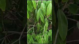 JABUTICABA AZUL Myrciaria vexator produzindo em vaso começa produzir com 5 anos [upl. by Huntington]