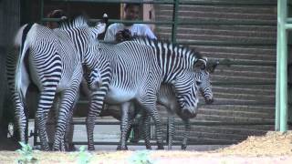 Denver Zoo Newborn Baby Zebra Day Old [upl. by Rodgiva]