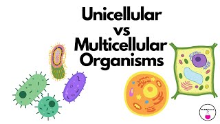 Unicellular vs Multicellular Organisms [upl. by Doolittle]