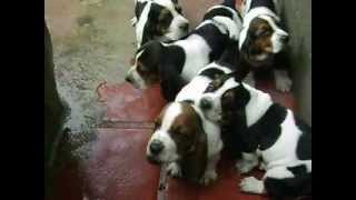 Filhotes de Basset Hound  Canil Billber´s 1183840407  1178964283 Nextel 992492 [upl. by Sondra]