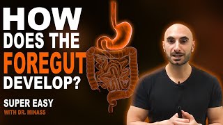 Embryology of the GIT I  Foregut Easy to Understand [upl. by Eimrots]