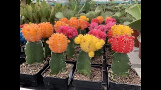 Moon cactus colourful and bright [upl. by Brnaba]