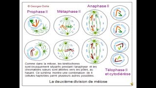 Brassage génétique et diversification du génome partie 2 CO et anomalies [upl. by Dduj]