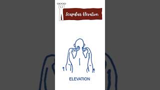 Scapular elevation muscles muscles movement anatomy neet humananatomy [upl. by Snah]