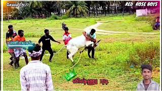 jallikattu video download whatsApp status videos [upl. by Acimad]