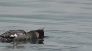 Red breasted merganser diving and catching food [upl. by Atiral]