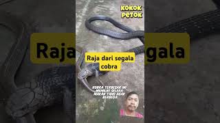 Raja dari segala cobra snake fypシ゚viral viralvideo shortvideo [upl. by Pfosi]